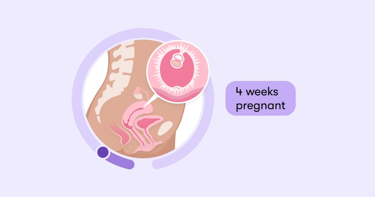 در هفته چهارم بارداری چه چیزی در انتظار مادر است؟ | به ماه متفاوت بارداری خوش آمدید!