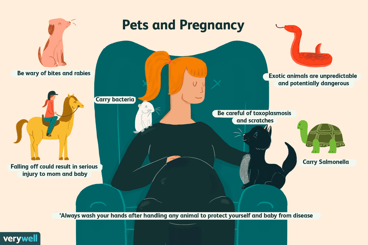 آیا زندگی زن باردار در کنار حیوانات خانگی بدون خطر است؟ | از این حیوان خانه‌زاد مطمئن باشید | خطرات گربه و همستر برای زنان باردار
