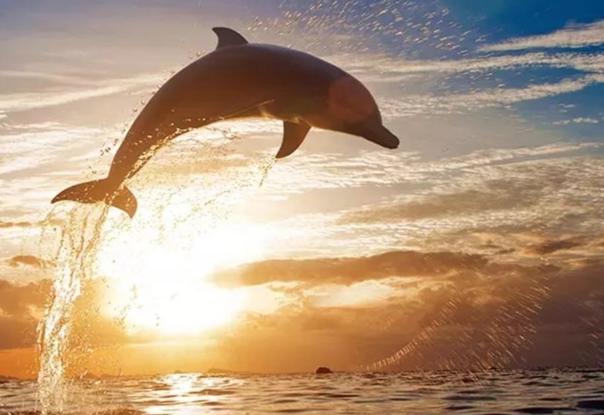تصاویر عجیب پریدن دلفین داخل قایق گردشگران جزیره هنگام | واکنش گردشگران داخل قایق را ببینید