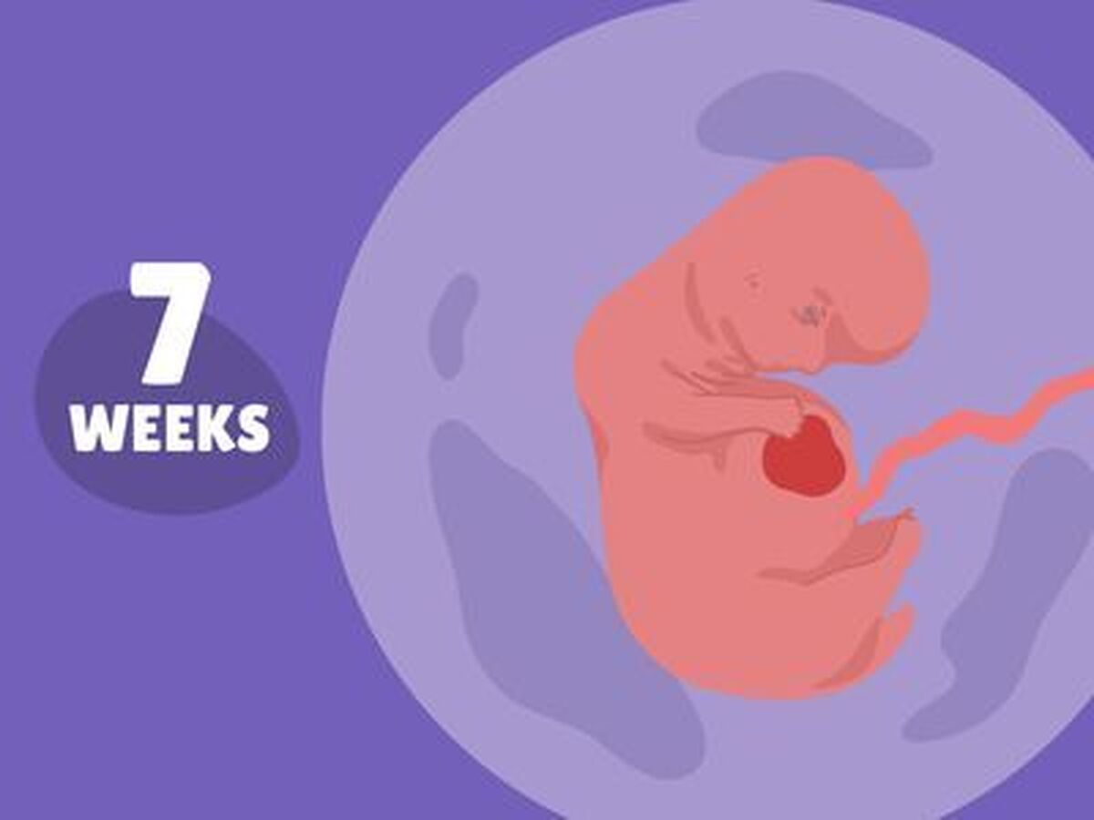 هفته هفتم بارداری؛ یک دانه بلوبری که چشم، گوش، مغز، قلب، ریه و دست و پا دارد! | نکات مهم مراقبتی در هفته هفتم بارداری