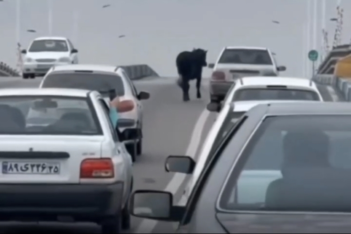 سرگردانی گاو تنها در ترافیک خیابان های تبریز! + ویدئو
