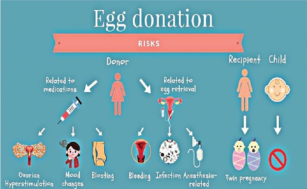 همه چیز درباره اهدای تخمک | اهدای تخمک برای چه زنان توصیه می‌شود؟ | همه خطرات و عوارض اهدا تخمک