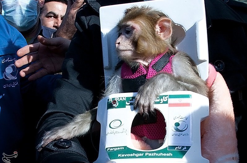 تصاویر | سرنوشت میمون‌های فضانورد ایرانی ۱۲ سال پس از پرتاب | آخرین وضعیت «آفتاب» و «فرگام» ؛ همسر و بچه هم دارند!