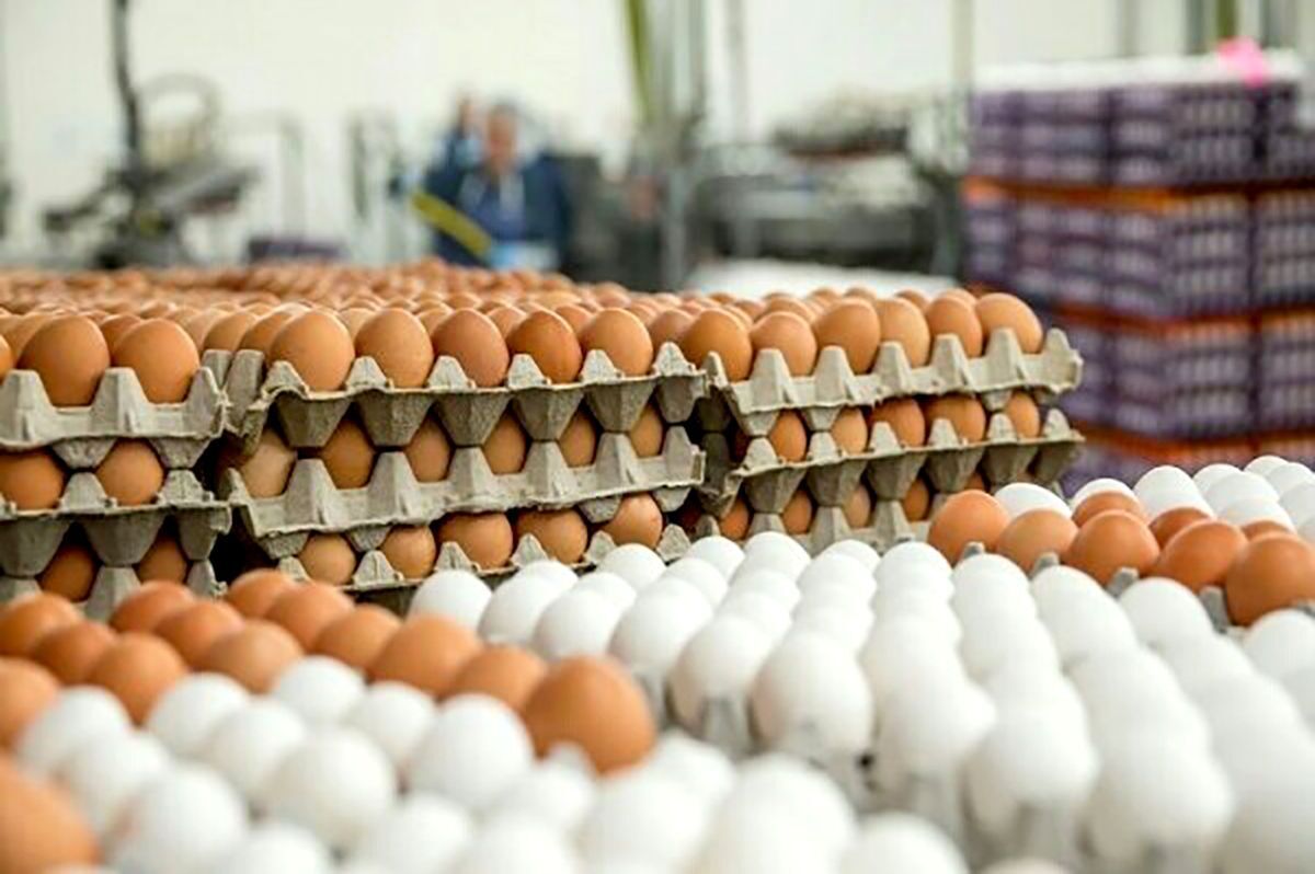 تخم مرغ هم در ایران بال درآورد | قیمت‌ها باورنکردنی شد ؛ یک عدد تخم‌مرغ چند؟