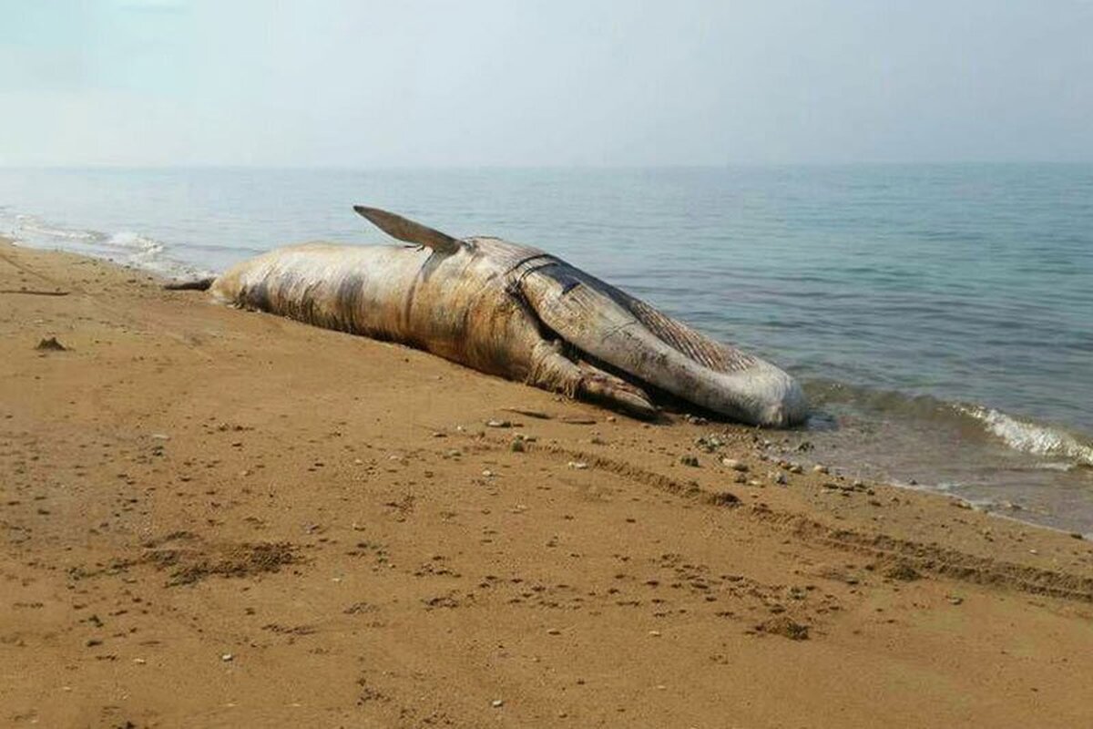 تصاویر لاشه نهنگ غول پیکر ۱۰ متری در ساحل بوشهر