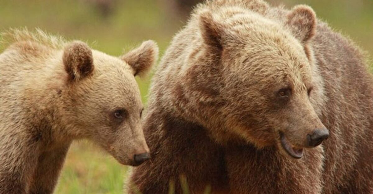 یک خرس پارک ساعی را بهم ریخت + عکس | مردم وحشت کردند