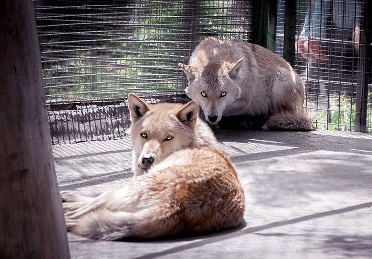 تصاویری دلخراش از شکستن فک یک گرگ در باغ وحش شهر گراش ؛ چشم مسئولان روشن! + ویدئو