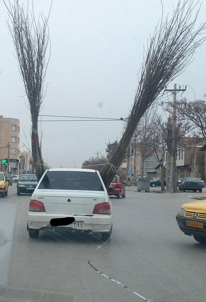 تصویر باورنکردنی  حمل ۲ درخت با پراید در اردبیل