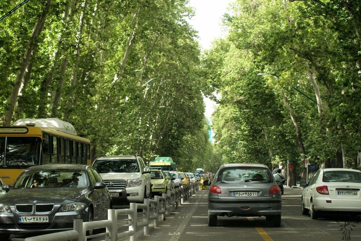 هشدار مهم به تهرانی‌ها؛ از لمس این نوع درختان در تهران خودداری کنند