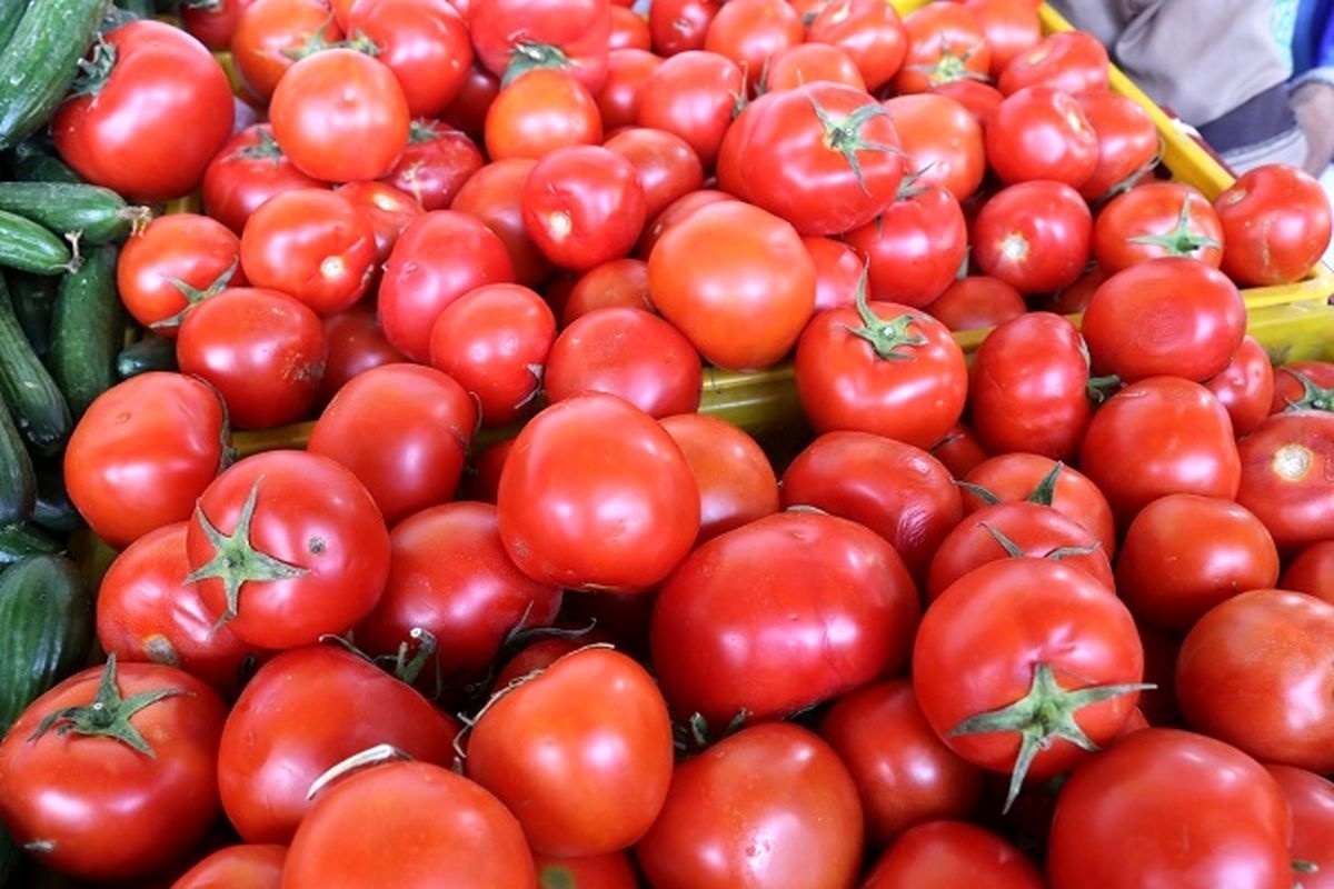 گوجه‌فرنگی‌ از سطح بازار کشور جمع‌آوری شد | واکنش رئیس اتحادیه بارفروشان