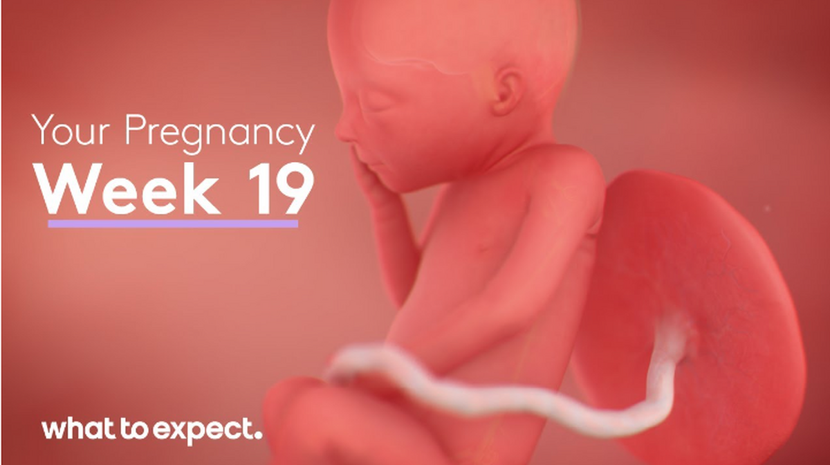 شما و جنین تان در هفته 19 بارداری|‌جنین در هفتۀ نوزدهم داخل رحم چه کار می کند؟