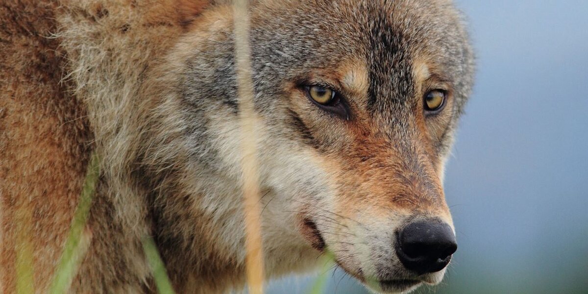 تصاویر جالب بزم گرگ‌ها در پارک ملی گلستان + ویدئو