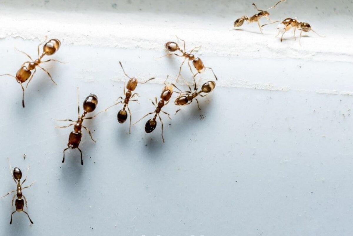 خلاص شدن از شر مورچه در خانه با دارچین | روشی تضمینی برای فراری دادن مورچه ها که امتحان کردنش ضرر ندارد