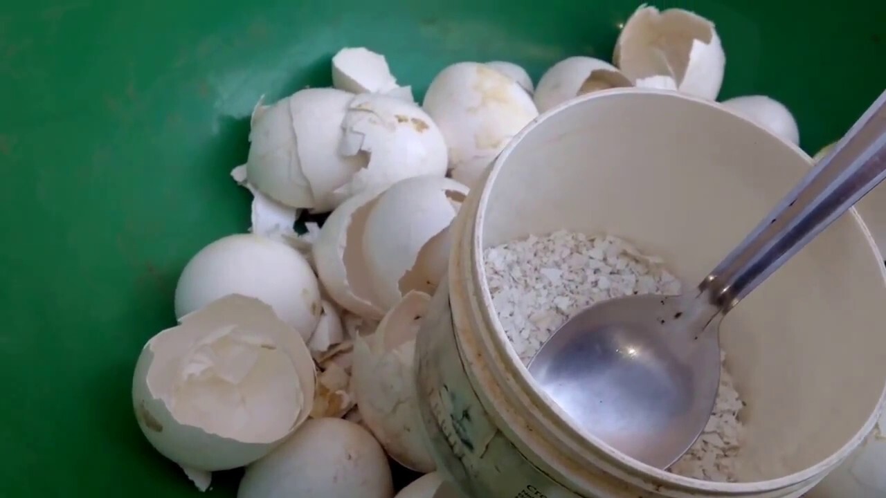 فواید پوست تخم مرغ برای گیاهان آپارتمانی | درست کردن کود گیاهی با پوست تخم مرغ به ۳ روش