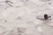 ویدئوی لحظات وحشتناک غرق شدن‌ یک شهروند در شاندیز | فریادهای مردم و تلاش آنها برای نجات فرد در حال غرق شدن را ببینید