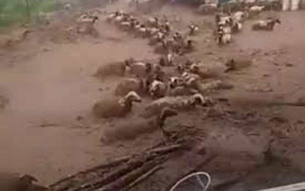 سیل گله گوسفندها را با خود برد + ویدئو | تصاویر تلخ تلف شدن گوسفندها در سیل خراسان رضوی