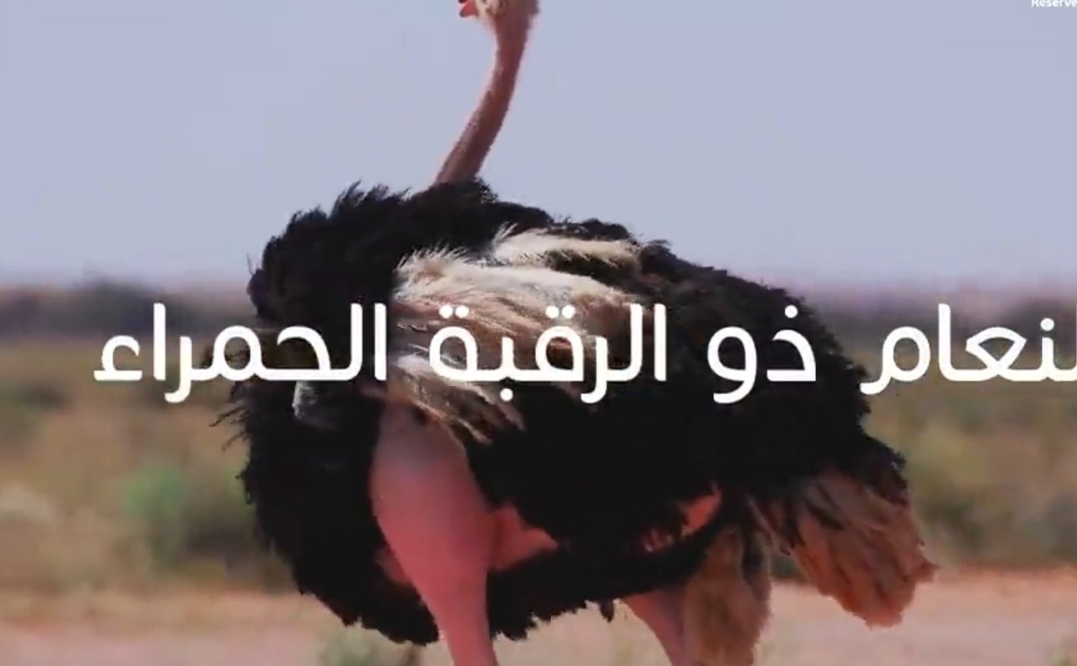 تصاویر بازگشت یک شتر مرغ نادر به عربستان پس از ۱۰۰ سال + ویدئو | جوجه ریزی ۳ بچه شترمرغ گردن قرمز را ببینید