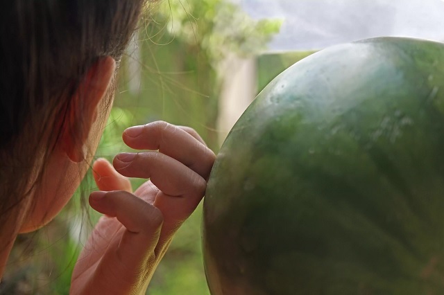 هندوانه شیرین را چگونه بشناسیم ؟ ؛ تشخیص هندوانه نر و ماده | ۳ روش ساده برای تشخیص هندوانه شیرین و رسیده + ویدئو