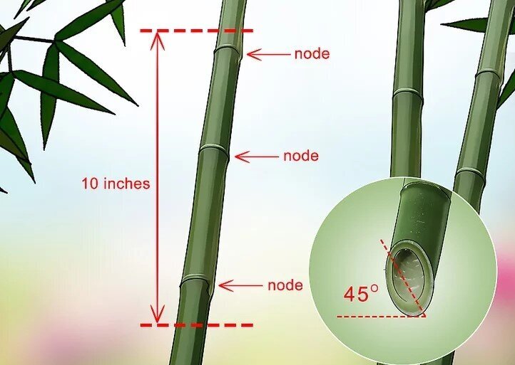 روش آسان برای تکثیر بامبو ؛ گیاهی که نماد خوش‌یمنی است