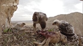 تصاویر لحظه زیبای غذا دادن عقاب به جوجه‌هایش در ارتفاعات زاگرس + ویدئو | عقاب خرگوش را به لانه خود برد و خوراک جوجه‌هایش کرد