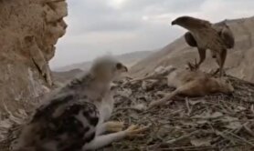 تصاویر بی‌نظیر آشیانه عقاب در کوهستان زاگرس | شکار یک خرگوش و غذا دادن عقاب به جوجه‌هایش را ببینید